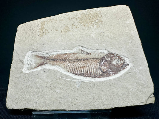 Knightia fish fossil