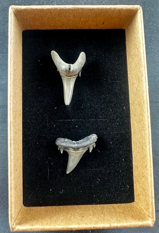 Two sharks teeth from the Eocene Ypresian London Clay on the Isle of Sheppey UK, circa 48 - 52 MYO.