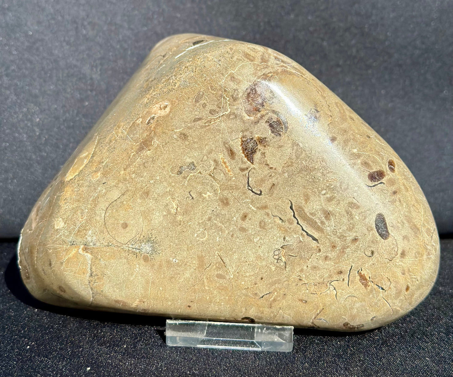 Cardioceras with polished exterior.