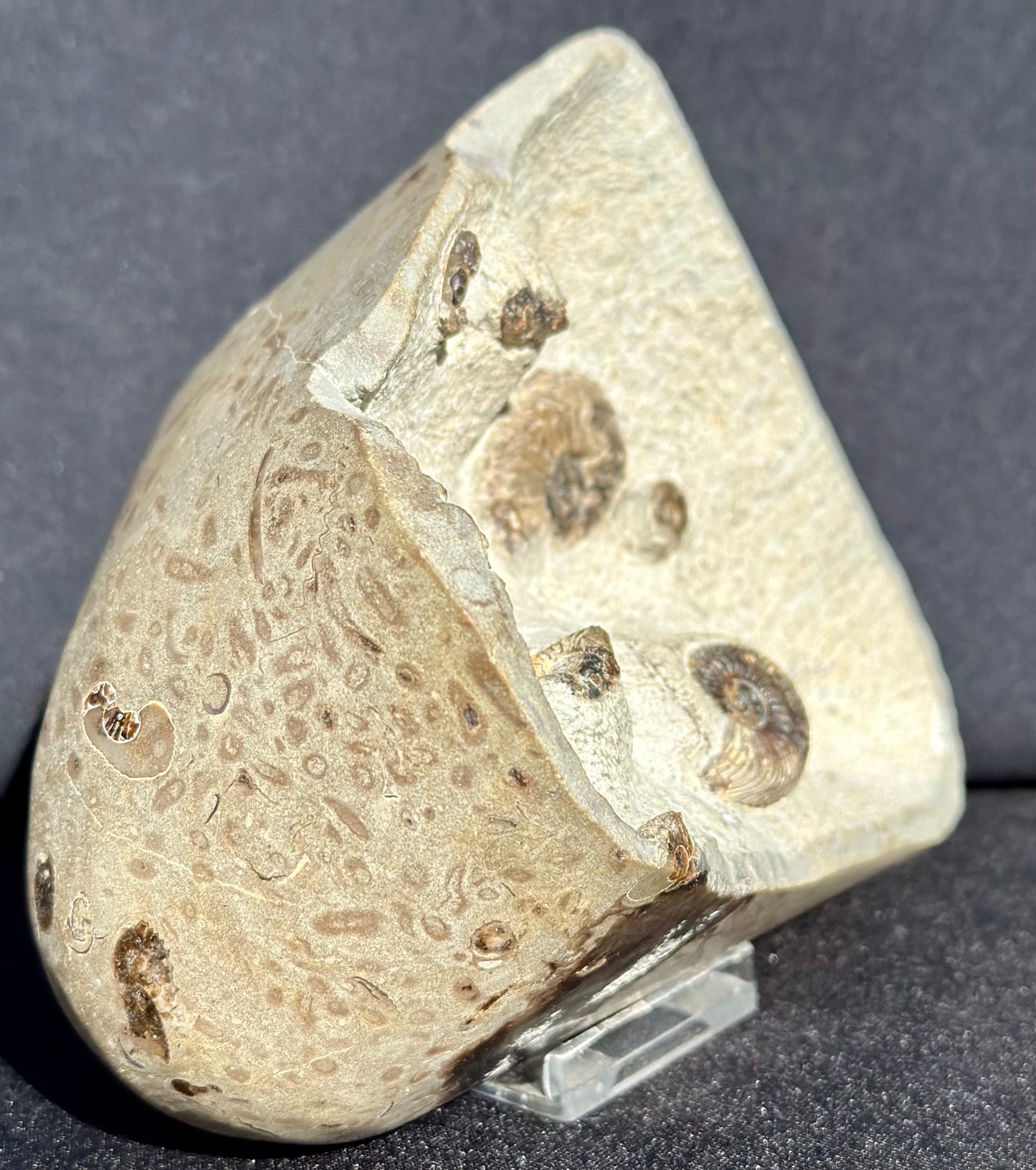 Cardioceras with polished exterior.