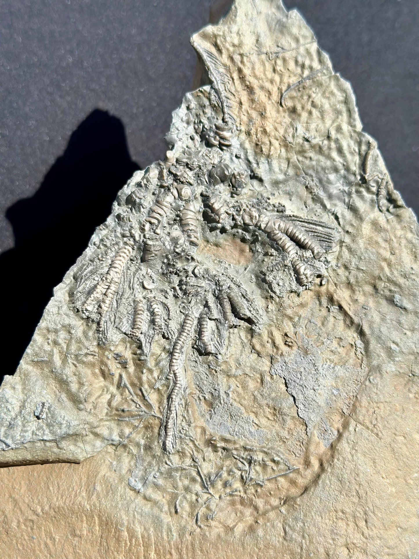 Crinoid Fossil