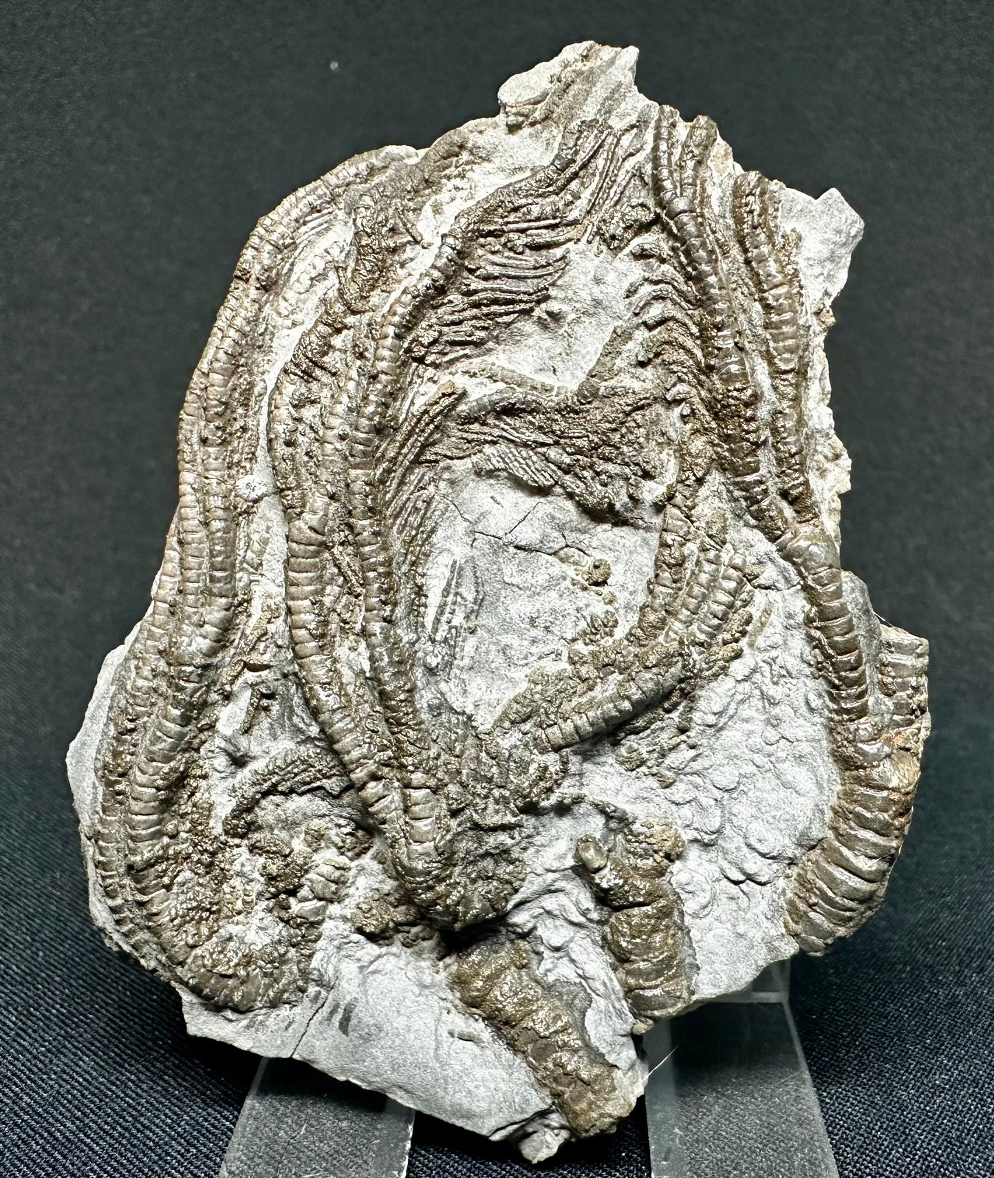 British Lower Jurassic Crinoid from Charmouth, Dorset, England Pentacrinites fossilis