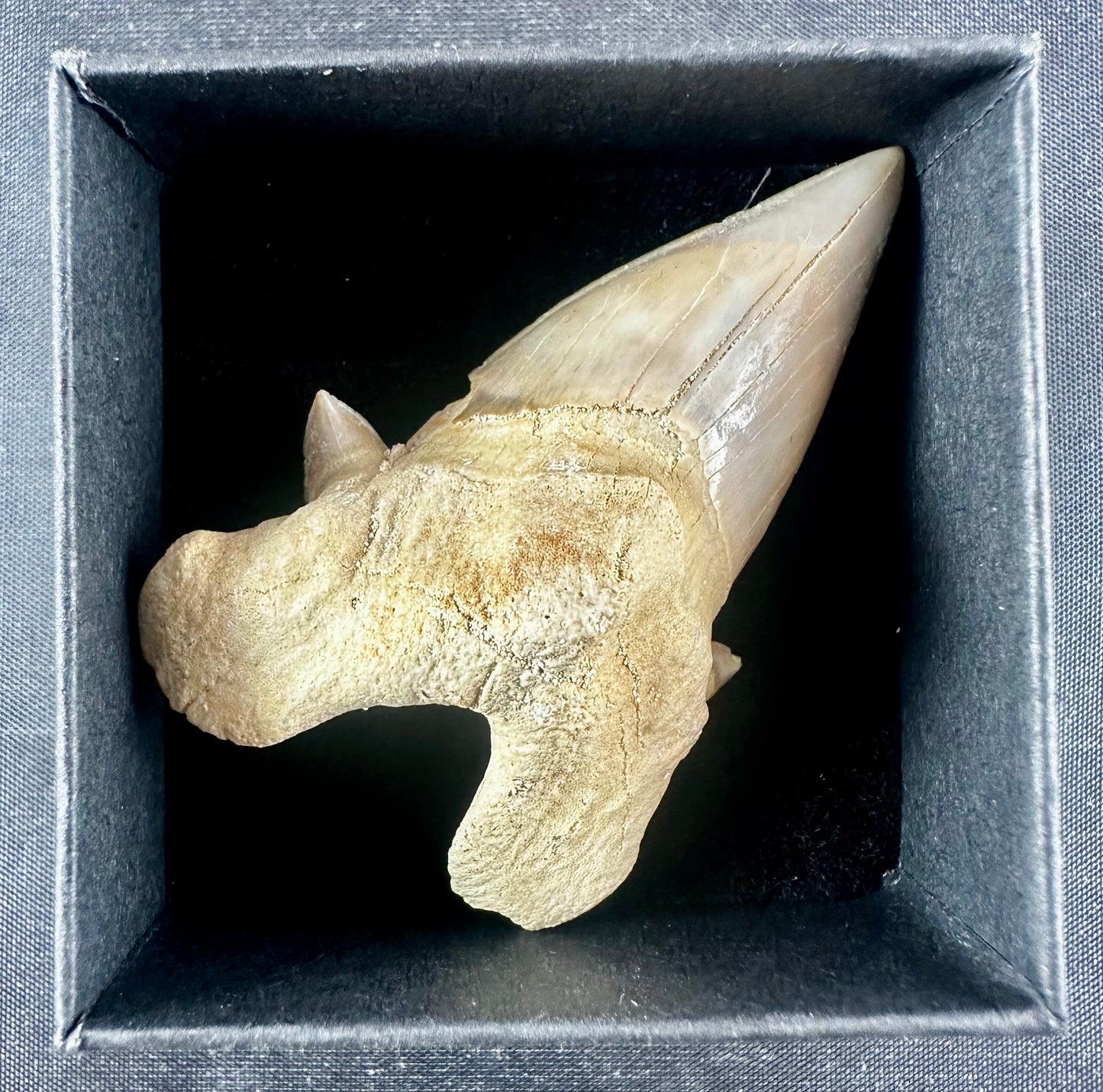 Otodus Obliquus Shark Tooth