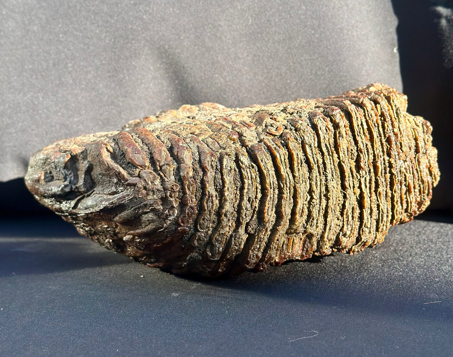 Woolly Mammoth Tooth