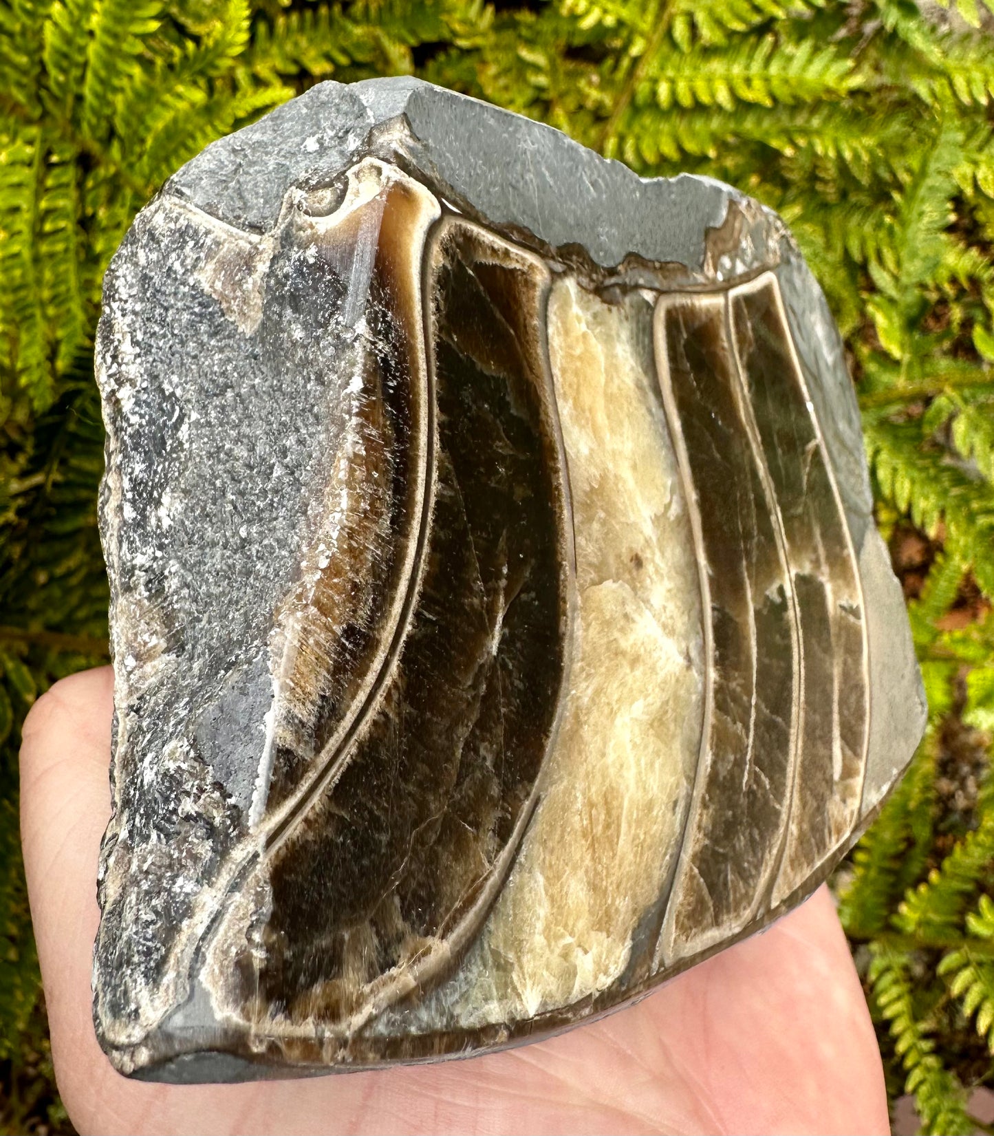 Polished Ammonite Fragment Mappleton, East Yorkshire, England