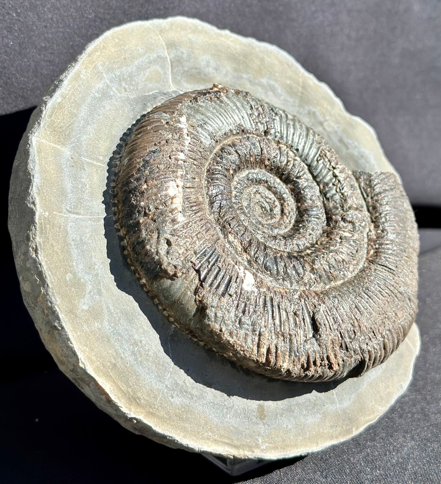 Dactylioceras Semicelatum