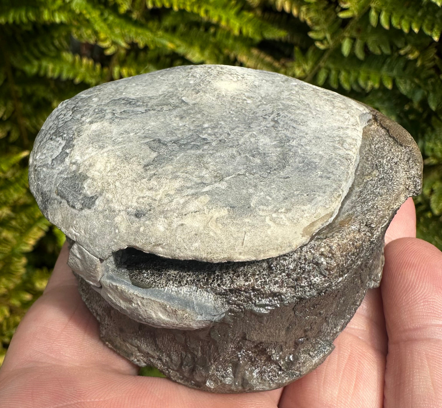 Ichthyosaur vertebra in nodule    - Whitby, North Yorkshire Coast