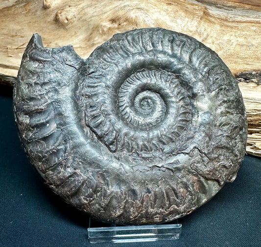 Hildoceras Lusitanicum