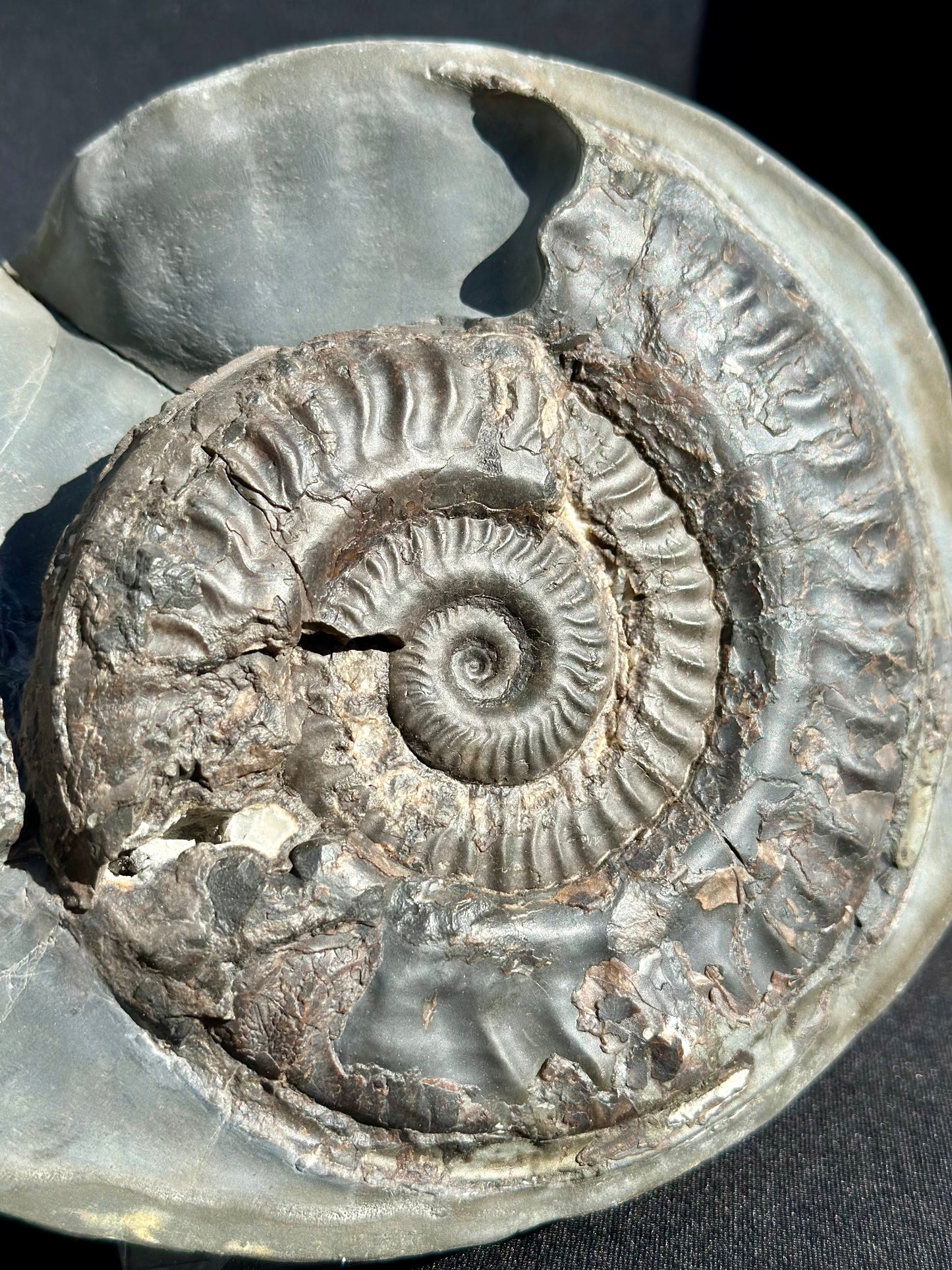 Hildoceras and Dactylioceras combo