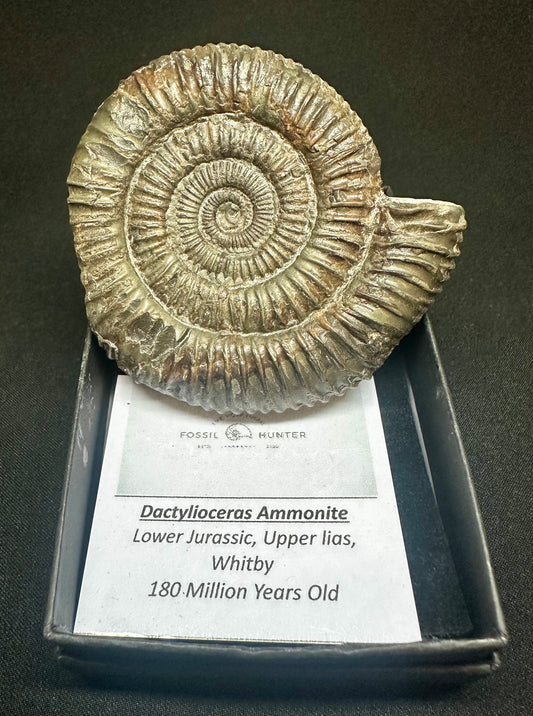 Dactylioceras Ammonite Fossil