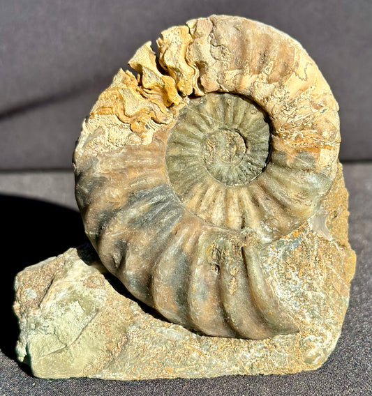 Asteroceras Ammonite Scunthorpe