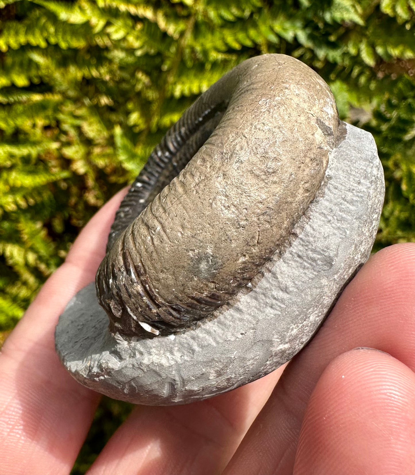 Dactylioceras Tenuicostatum ammonite fossil - Whitby, North Yorkshire, England.