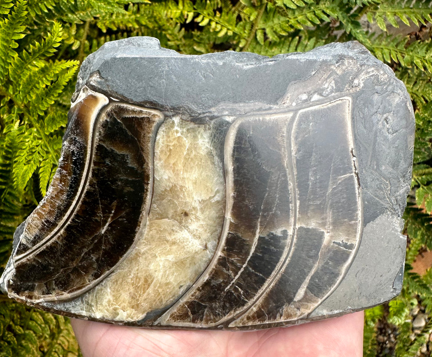 Polished Ammonite Fragment Mappleton, East Yorkshire, England