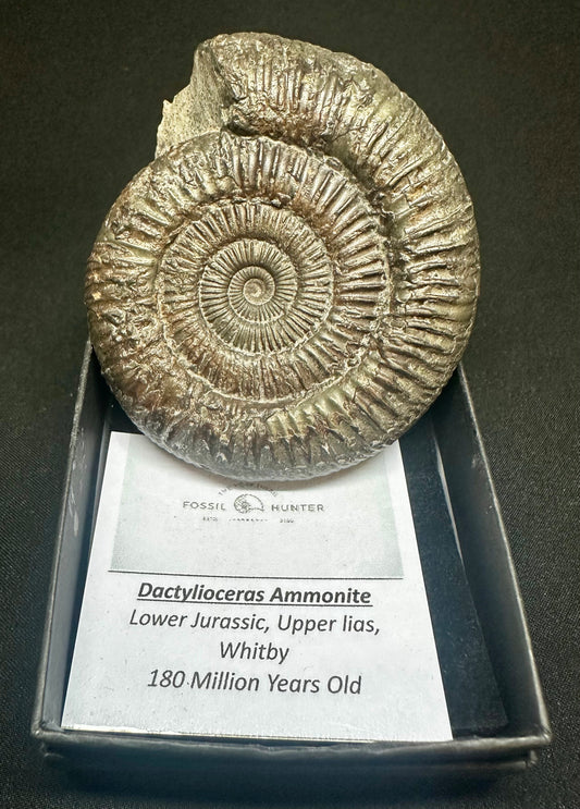 Dactylioceras Ammonite Fossil