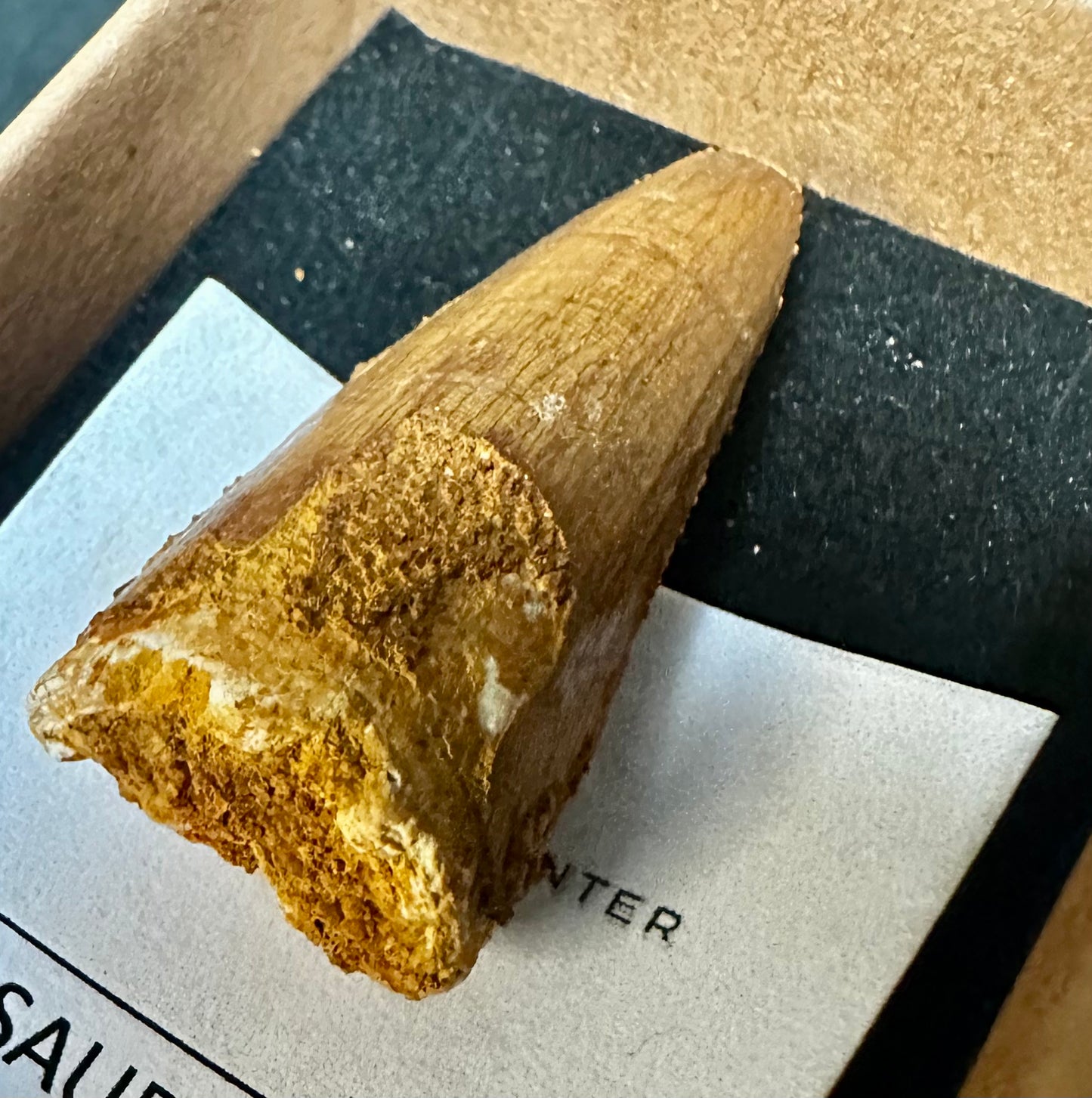 Small Genuine Spinosaurus Dinosaur Tooth from Kem Kem Beds, Morocco Spinosaurus sp.