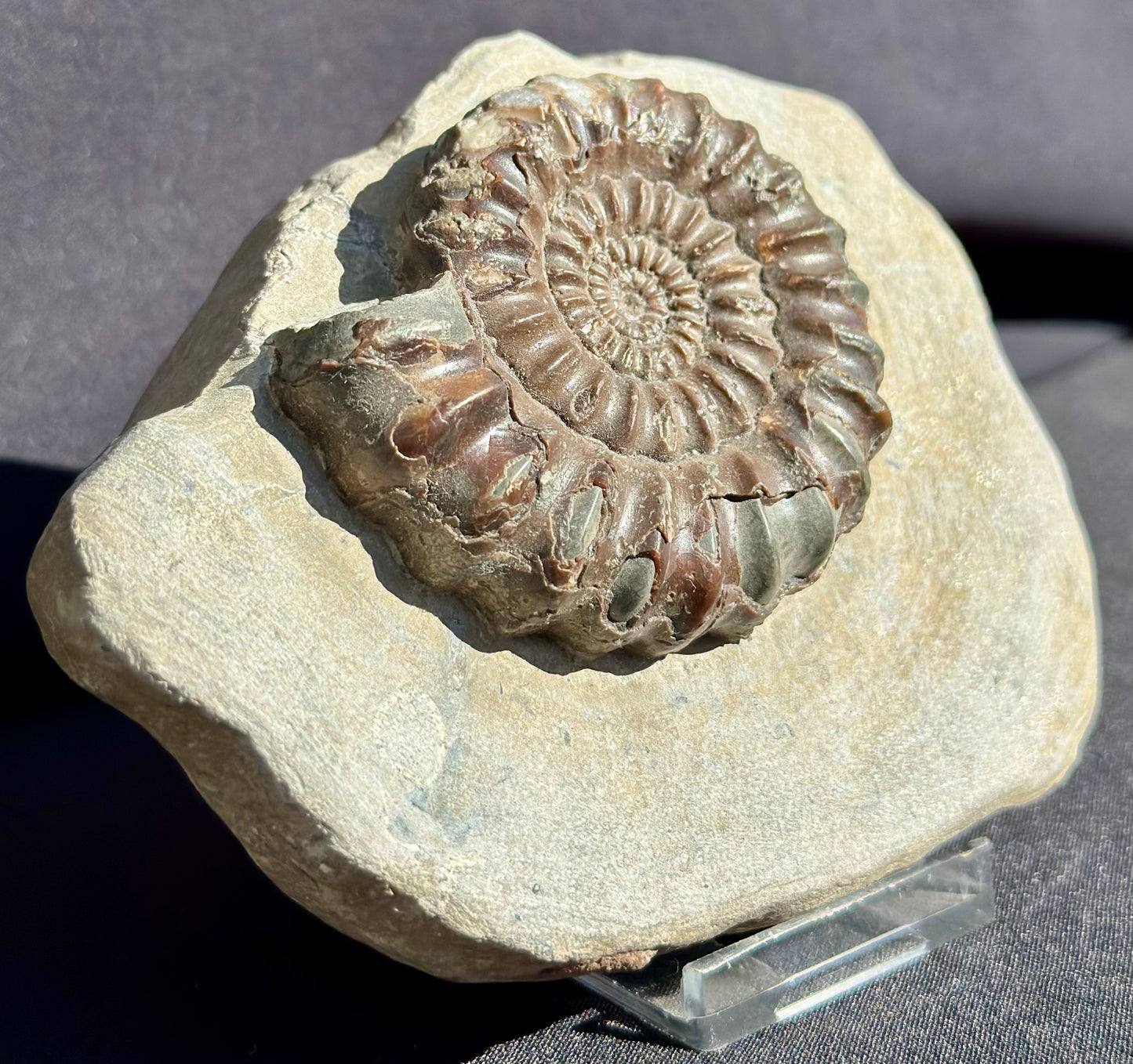 Androgynaceras Ammonite