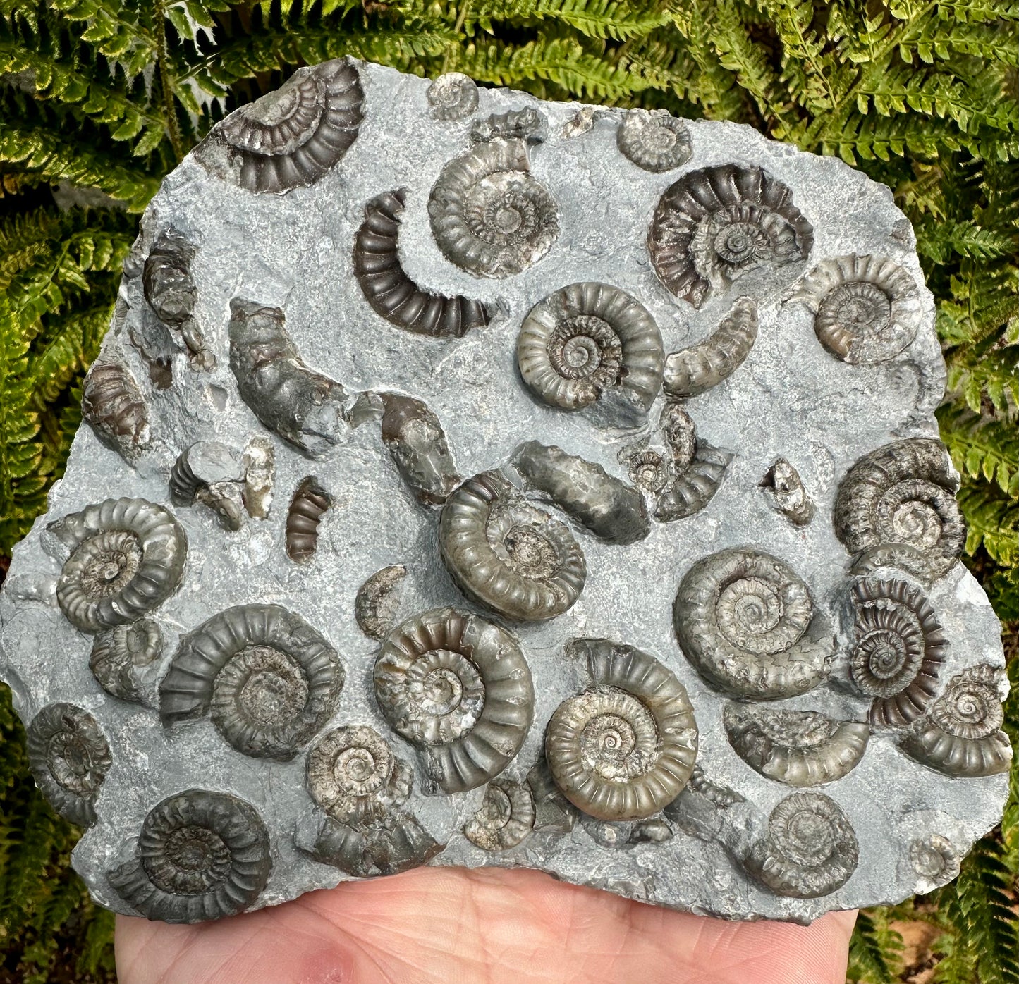 Arnioceras Semicostatum ammonite multi block fossil, Holderness coast, East Yorkshire, England