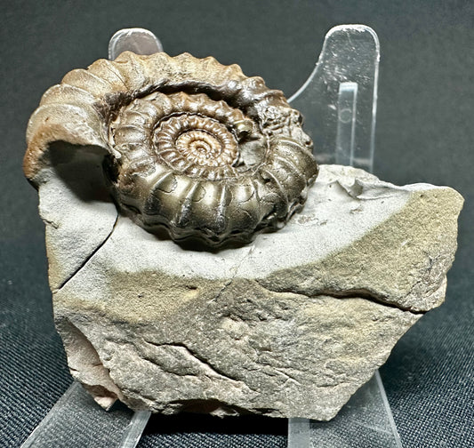 Lower Jurassic, Lower Lias Ammonite from Robin Hoods’s Bay, North Yorkshire, England Gagaticeras gagateum