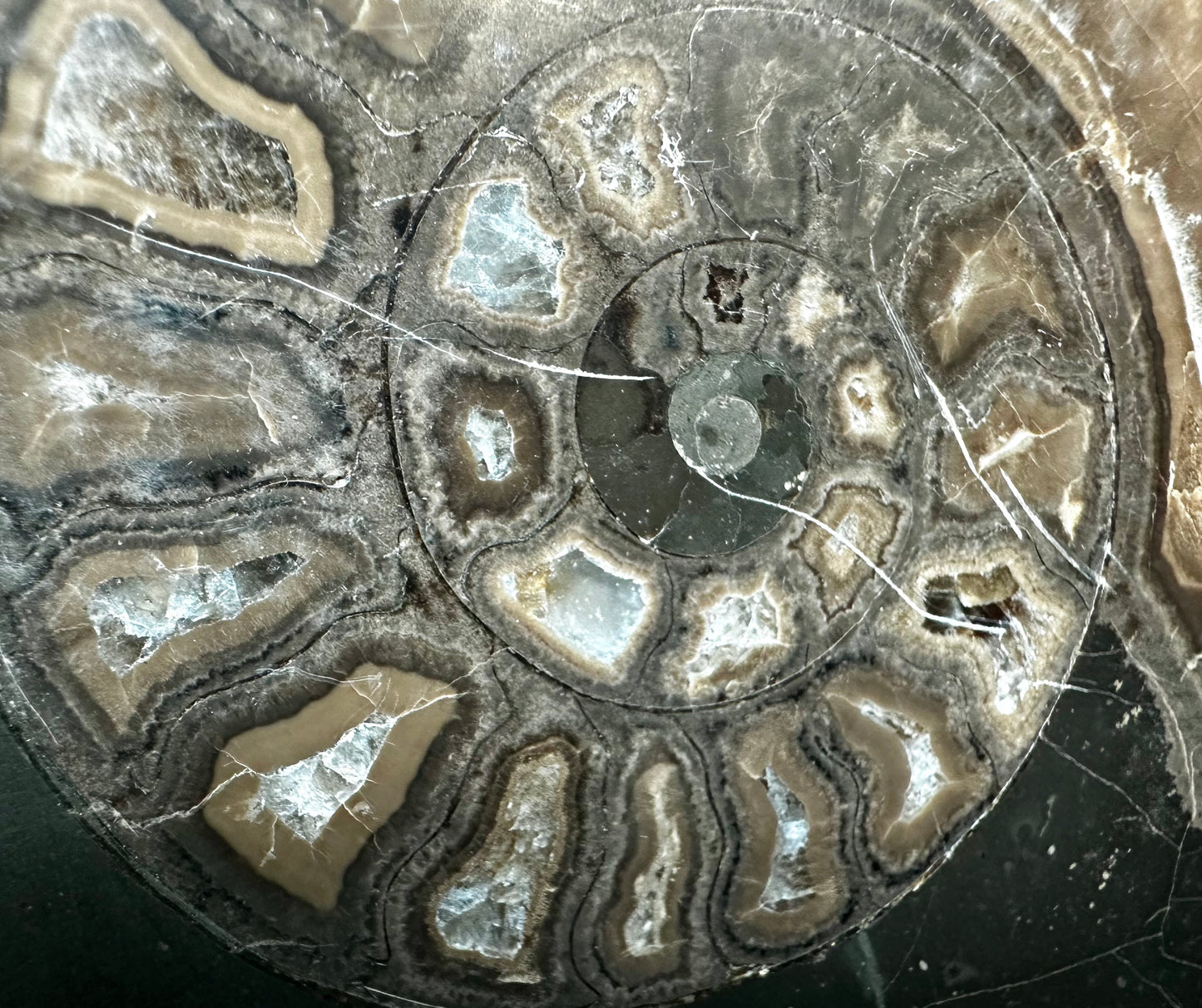 Polished Hildoceras Ammonite. North Yorkshire. Whitby.