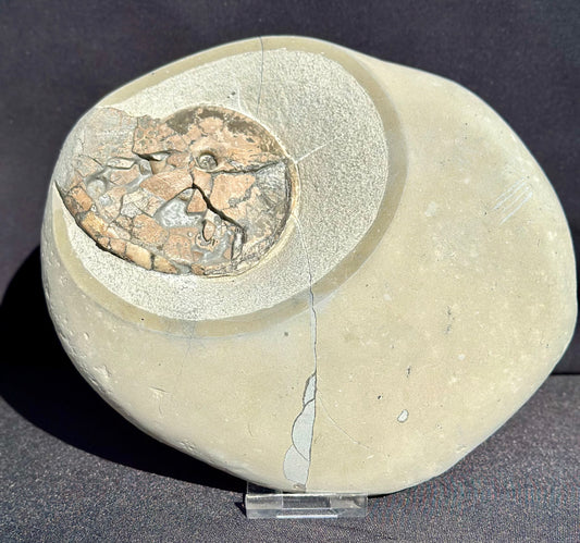 Tragophylloceras Ammonite