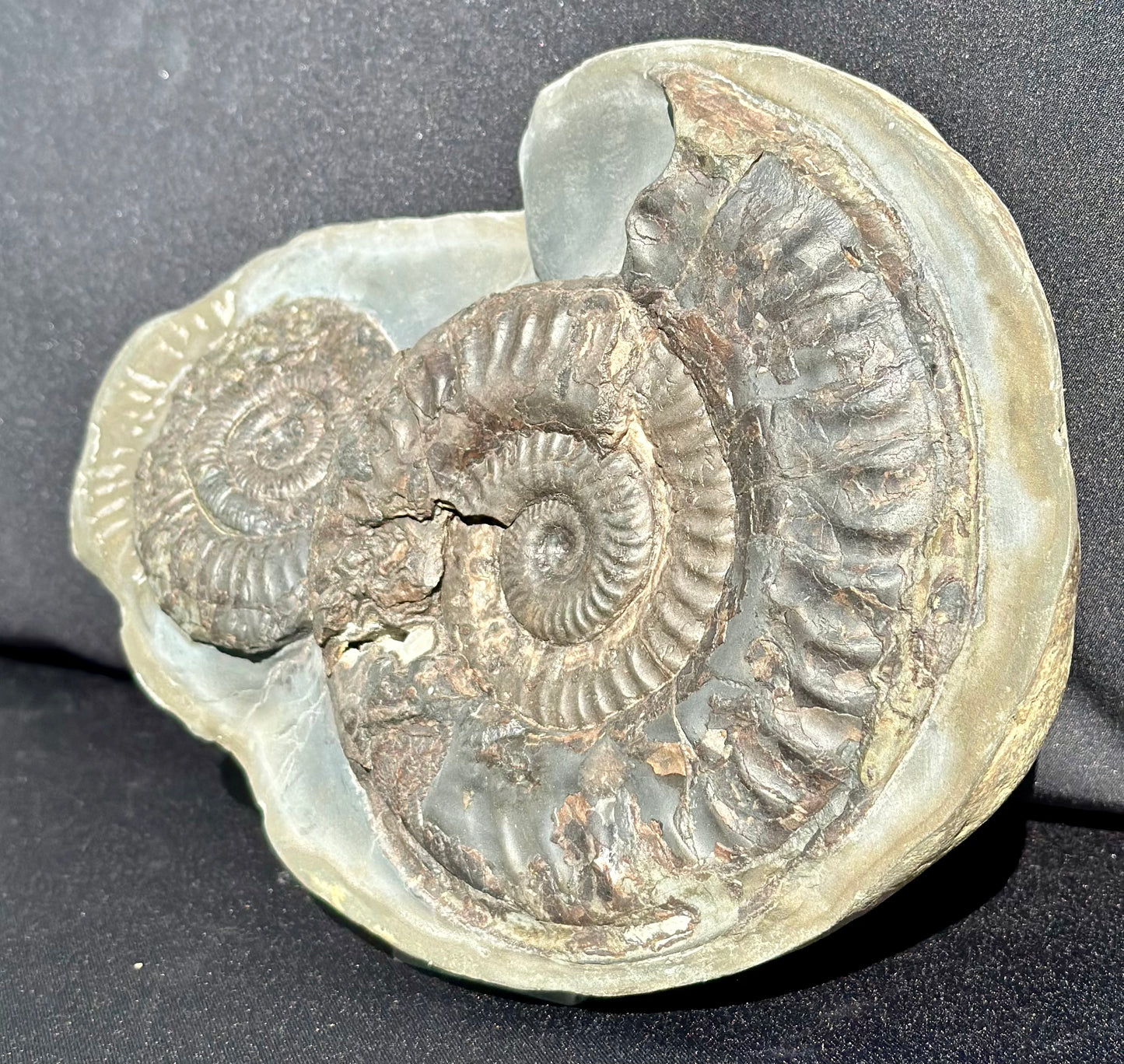 Hildoceras and Dactylioceras combo
