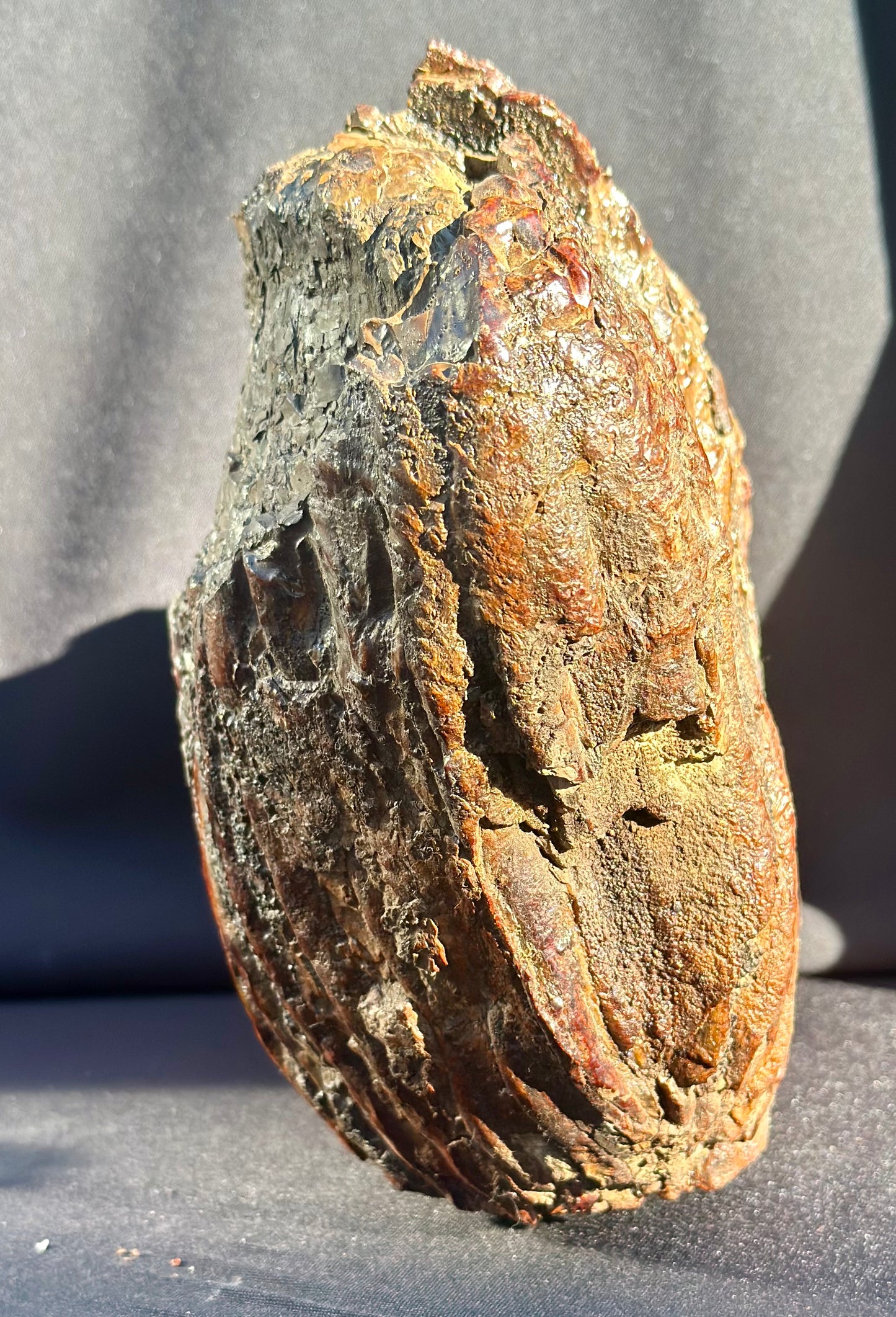 Woolly Mammoth Tooth