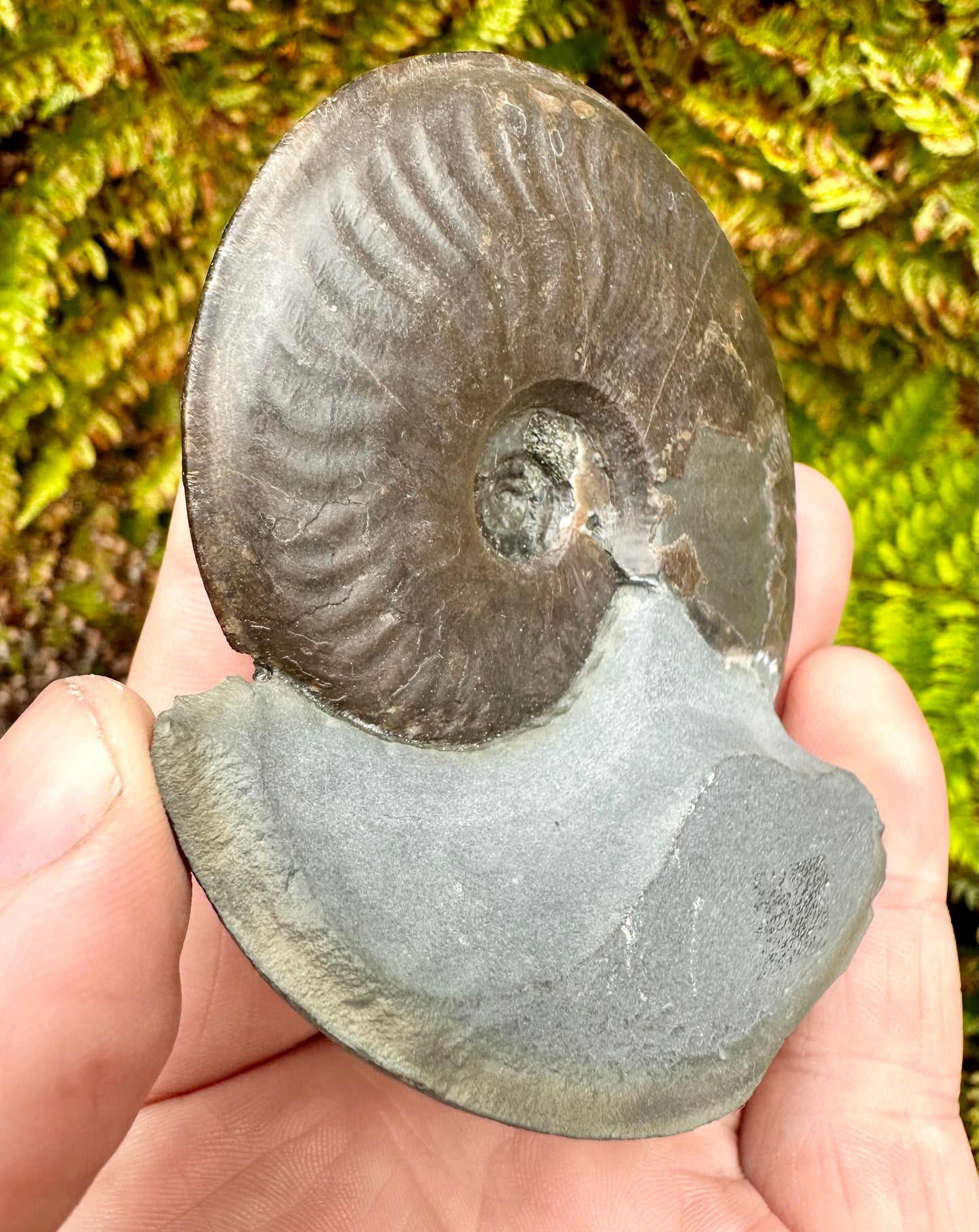 Eleganticeras Elegantulum ammonite fossil - Whitby, North Yorkshire Jurassic Coast