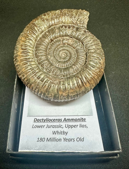 Dactylioceras Ammonite Fossil