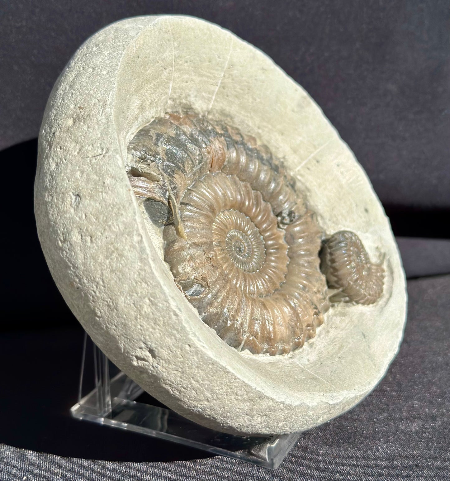 Androgynaceras Ammonite