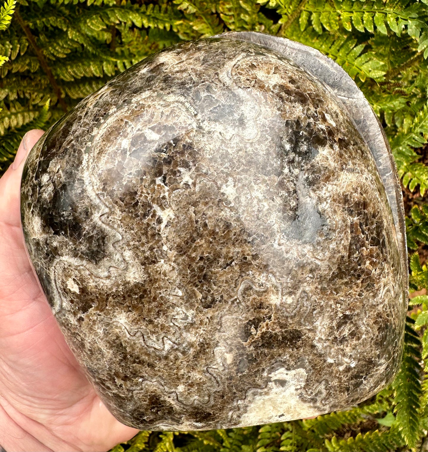 Polished Ammonite Pair, Mappleton, East Yorkshire, England