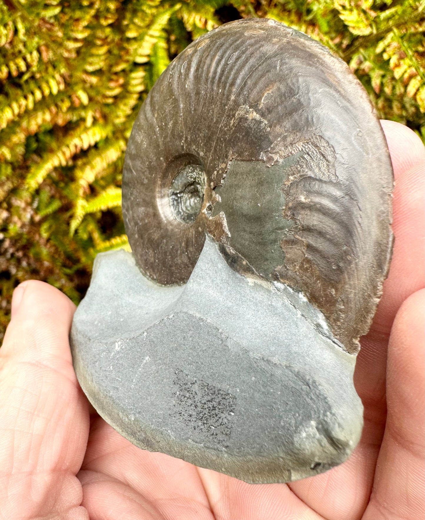 Eleganticeras Elegantulum ammonite fossil - Whitby, North Yorkshire Jurassic Coast