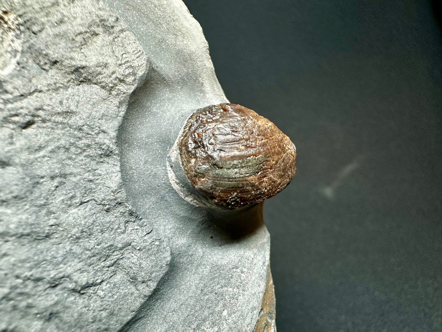 Dactylioceras Ammonite Fossil