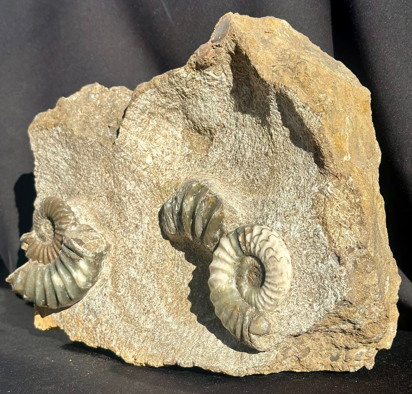 Asteroceras Ammonite Scunthorpe