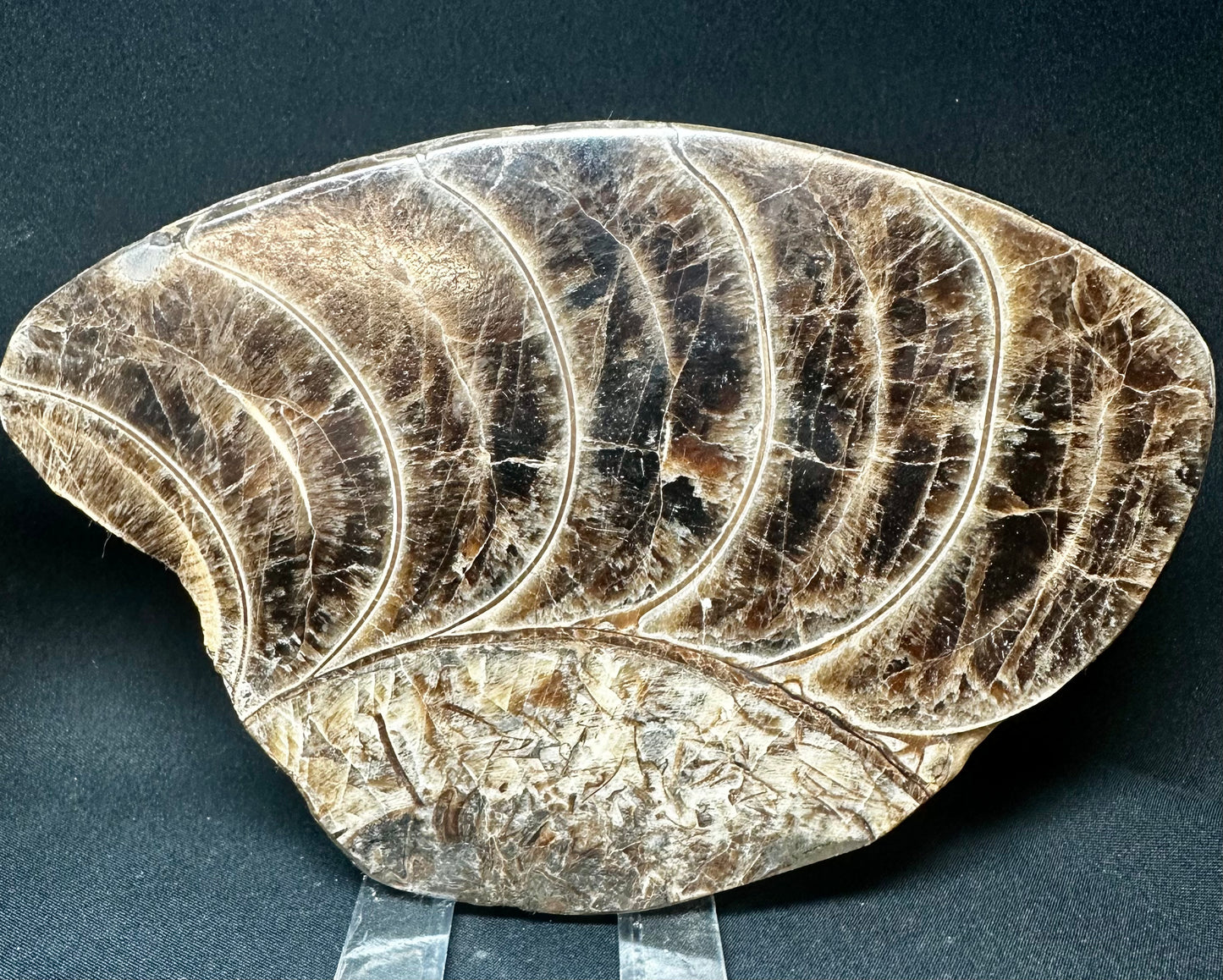 Polished Ammonite whorls