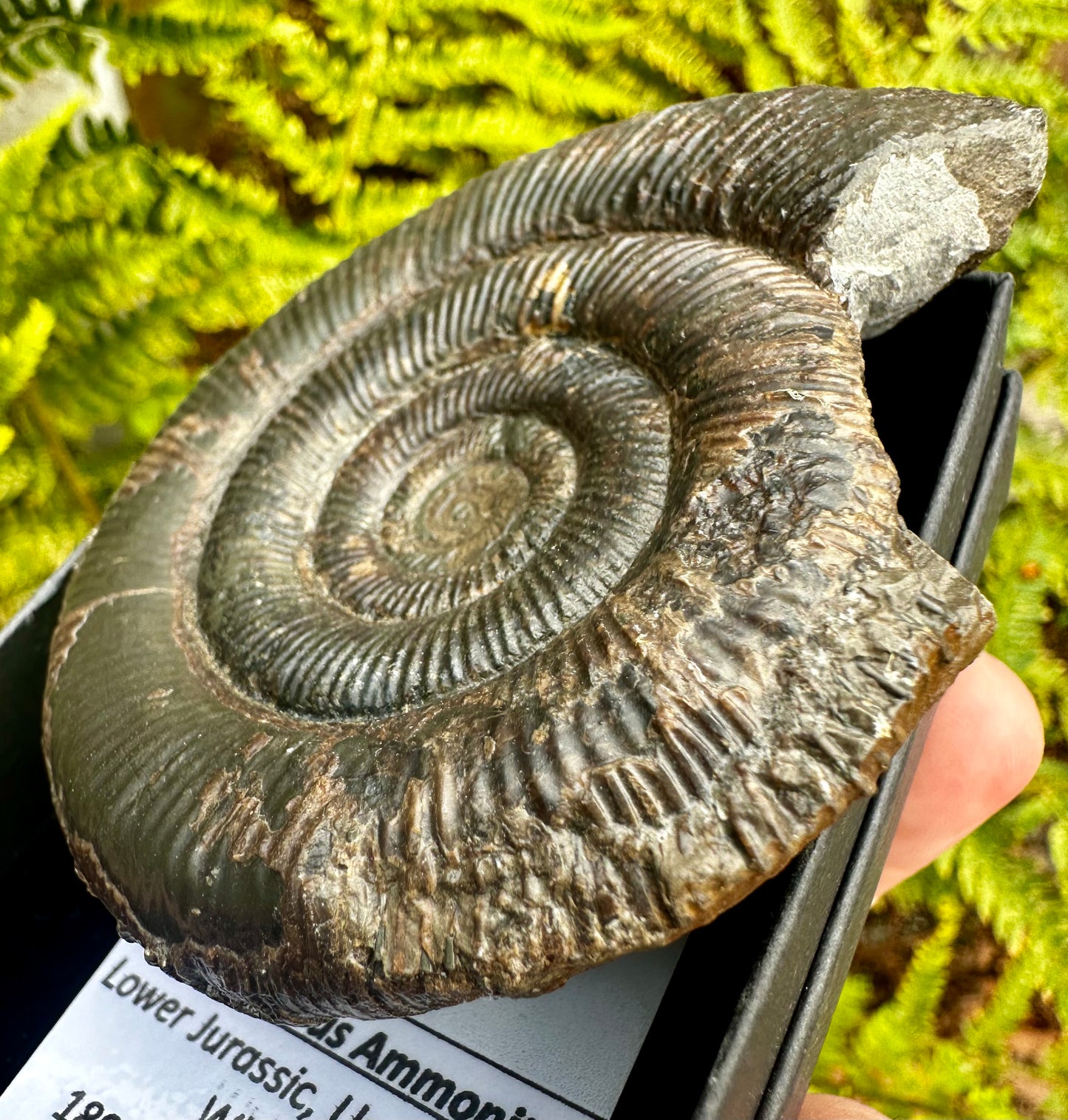 Dactylioceras Ammonite Fossil, Whitby, North Yorkshire Coast, England.