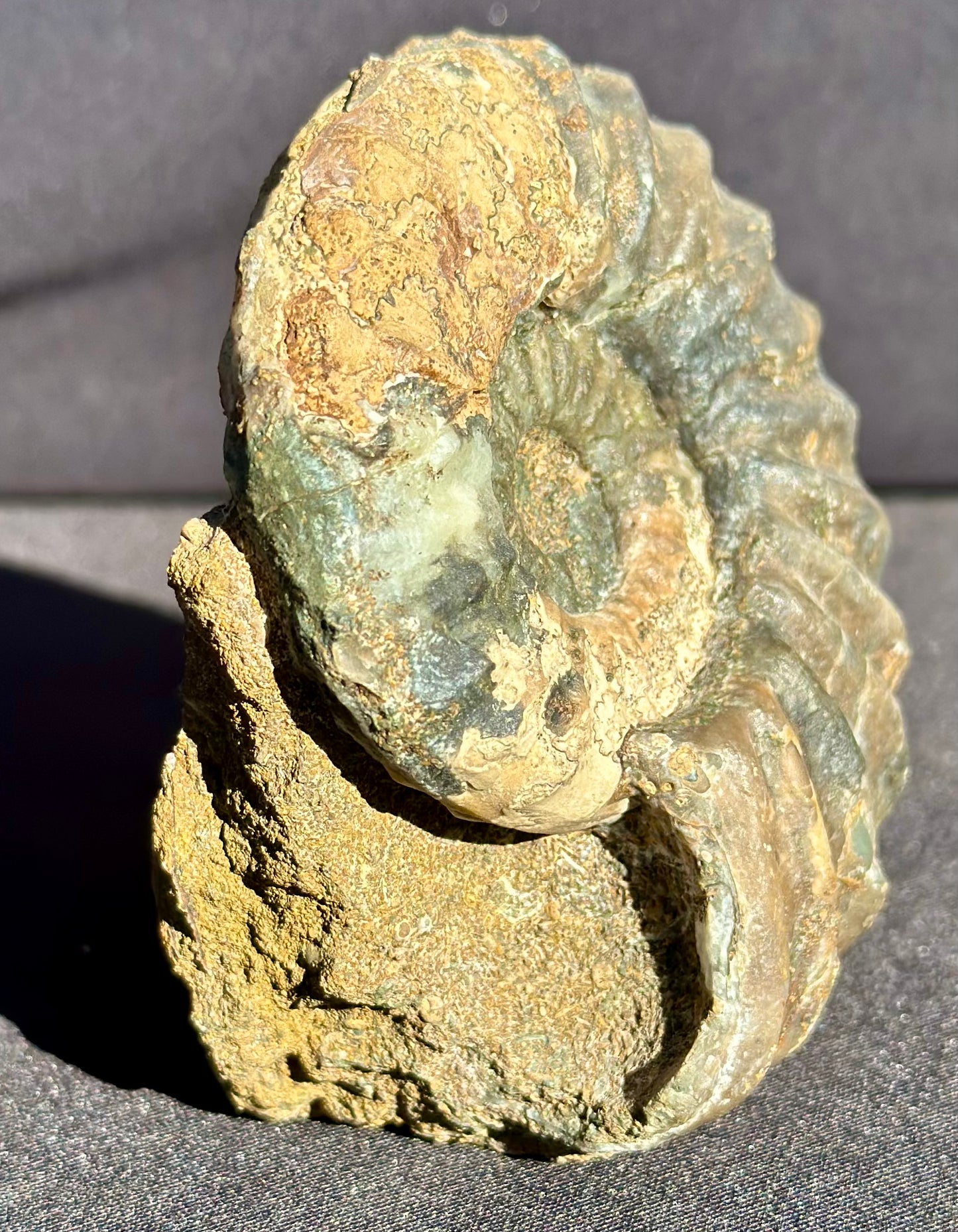 Asteroceras Ammonite Scunthorpe