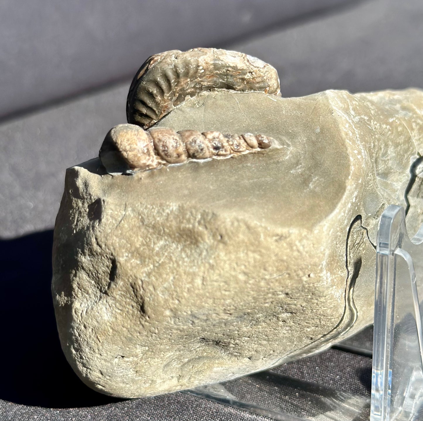 Hildoceras and Gastropod