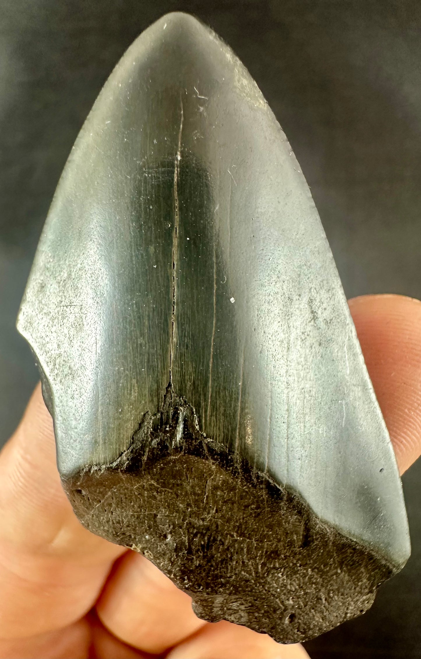 Megalodon Shark Tooth - Miocene - South Carolina - USA