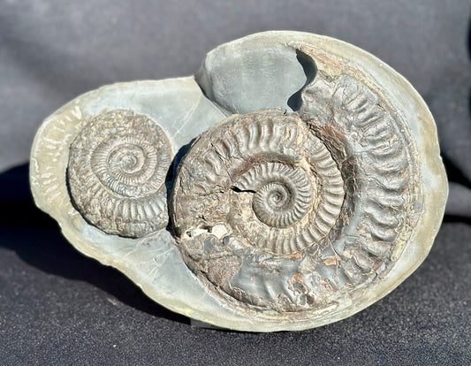 Hildoceras and Dactylioceras combo