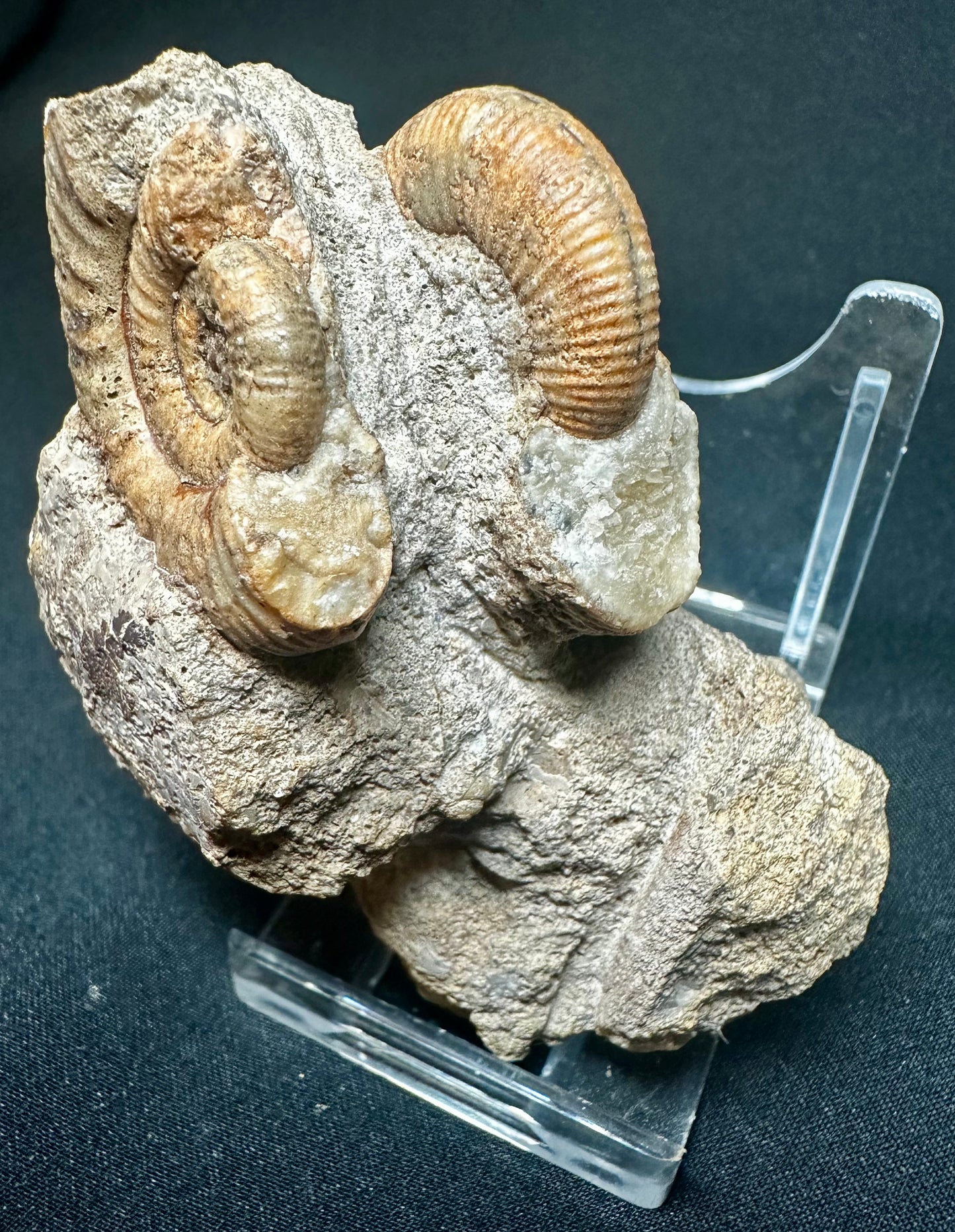 Rare Callovian, Middle Jurassic Ammonite from East Yorkshire, England propranulites so