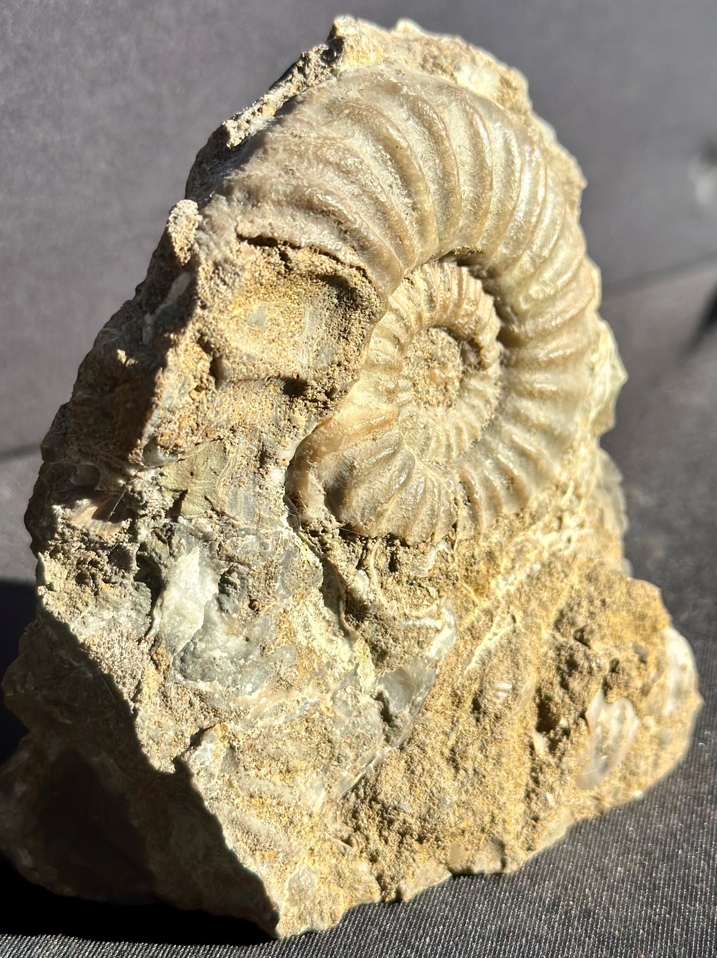 Asteroceras Ammonite Scunthorpe