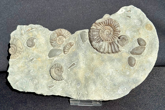 Arnioceras, gastropods and BiValves.