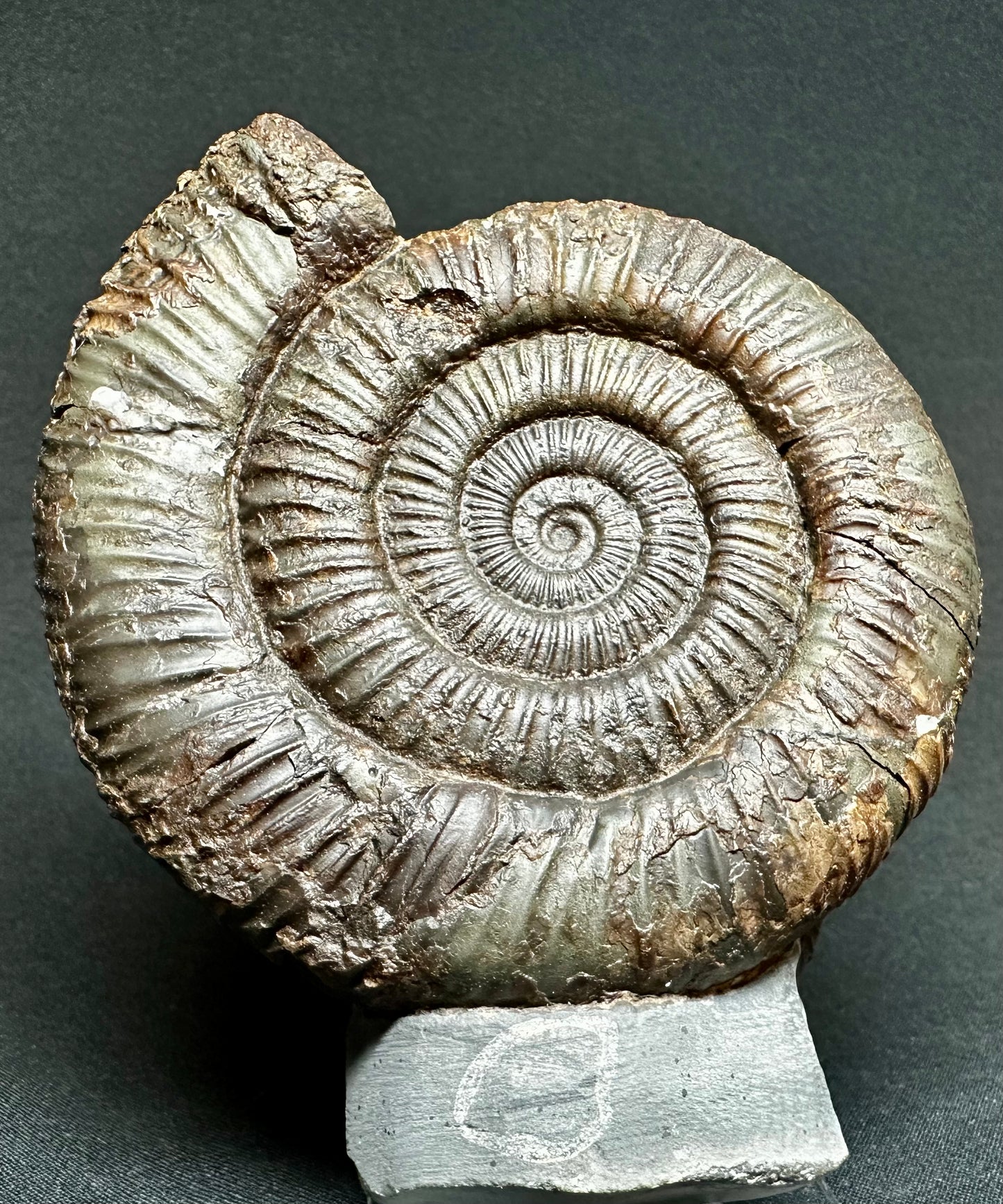 Double Dactylioceras Ammonite Fossil