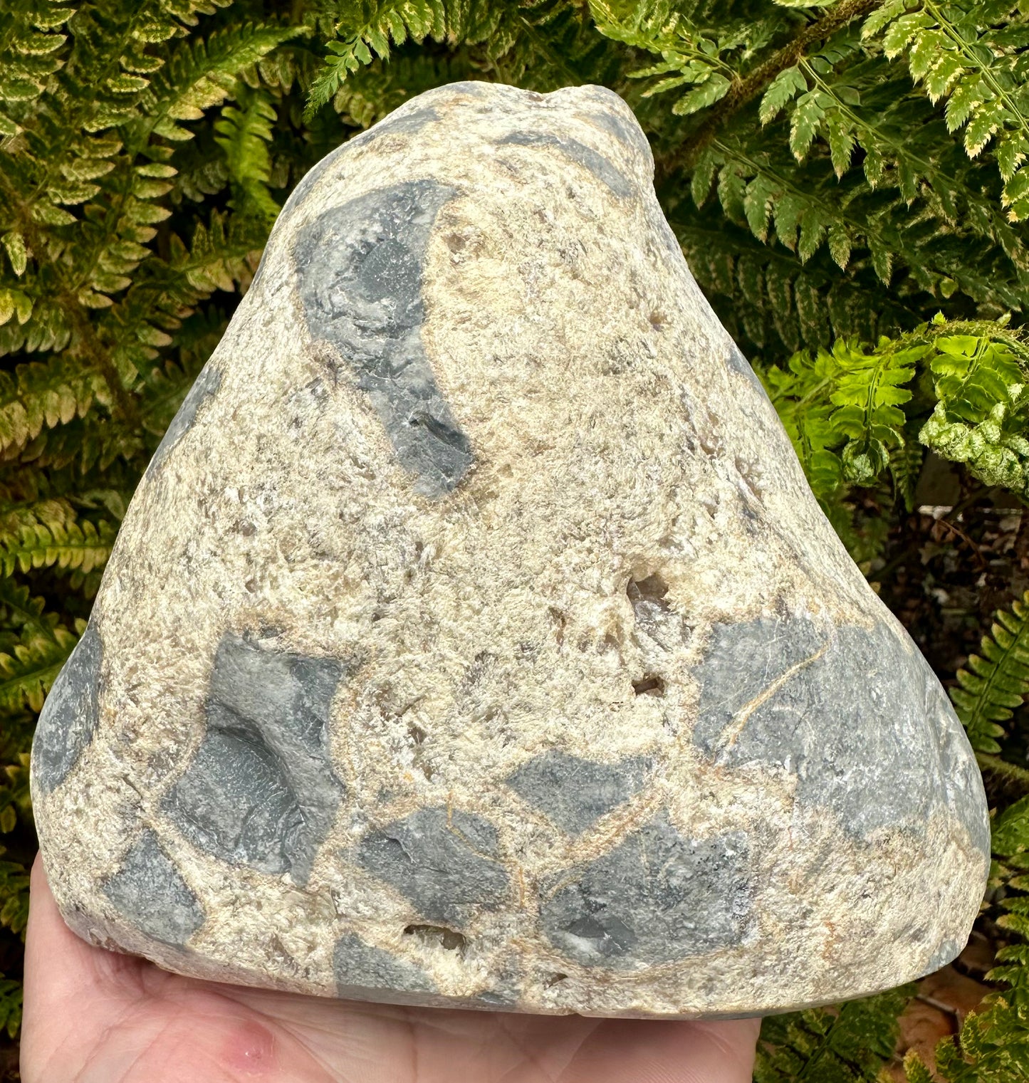 Huge Septarian Polished Slab, Mappleton, Holderness coast, East Yorkshire, England.