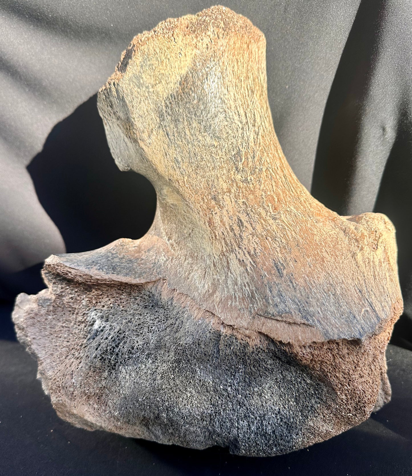 Woolly Mammoth pelvic bone