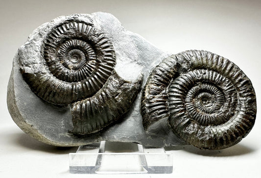 Dactylioceras Commune double,Upper Lias, Lower Jurassic ammonite from North Yorkshire, Whitby.