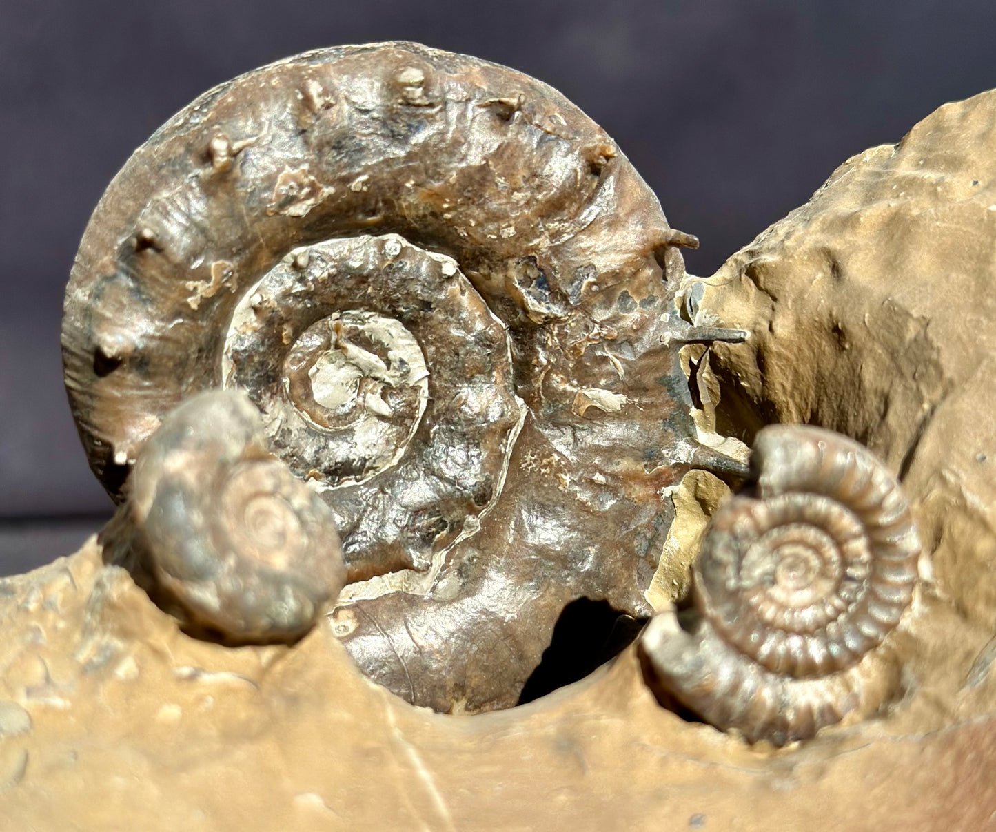 Eteoderoceras Ammonite RARE