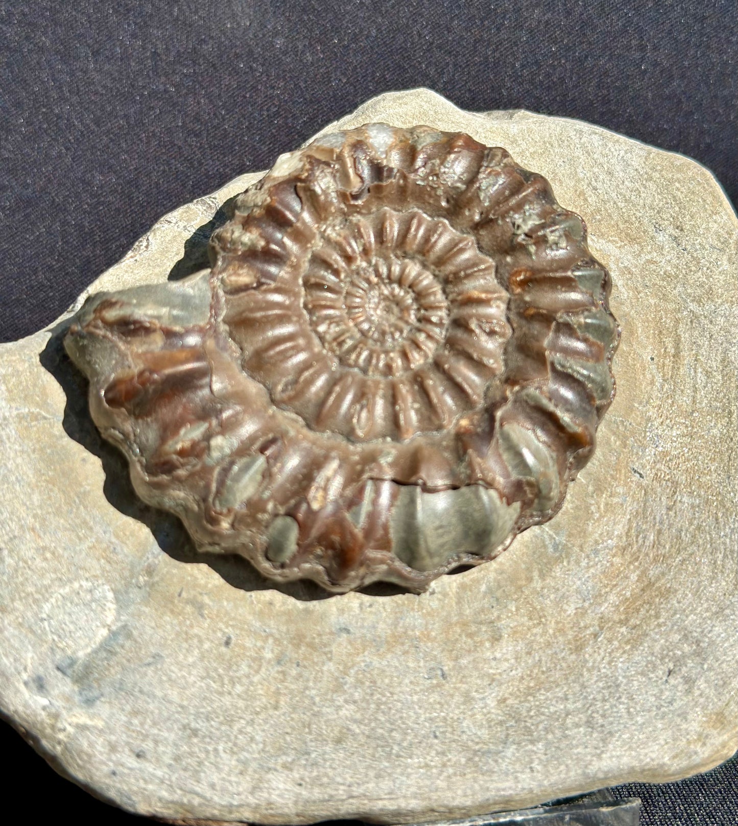 Androgynaceras Ammonite