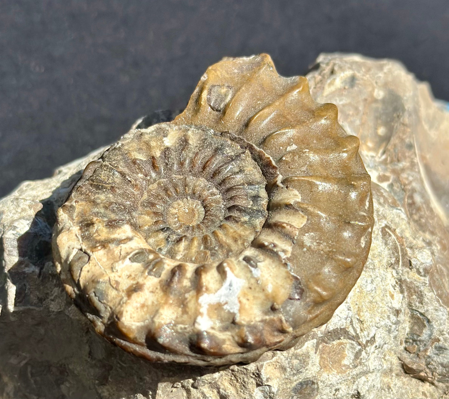 Pleuroceras Ammonite