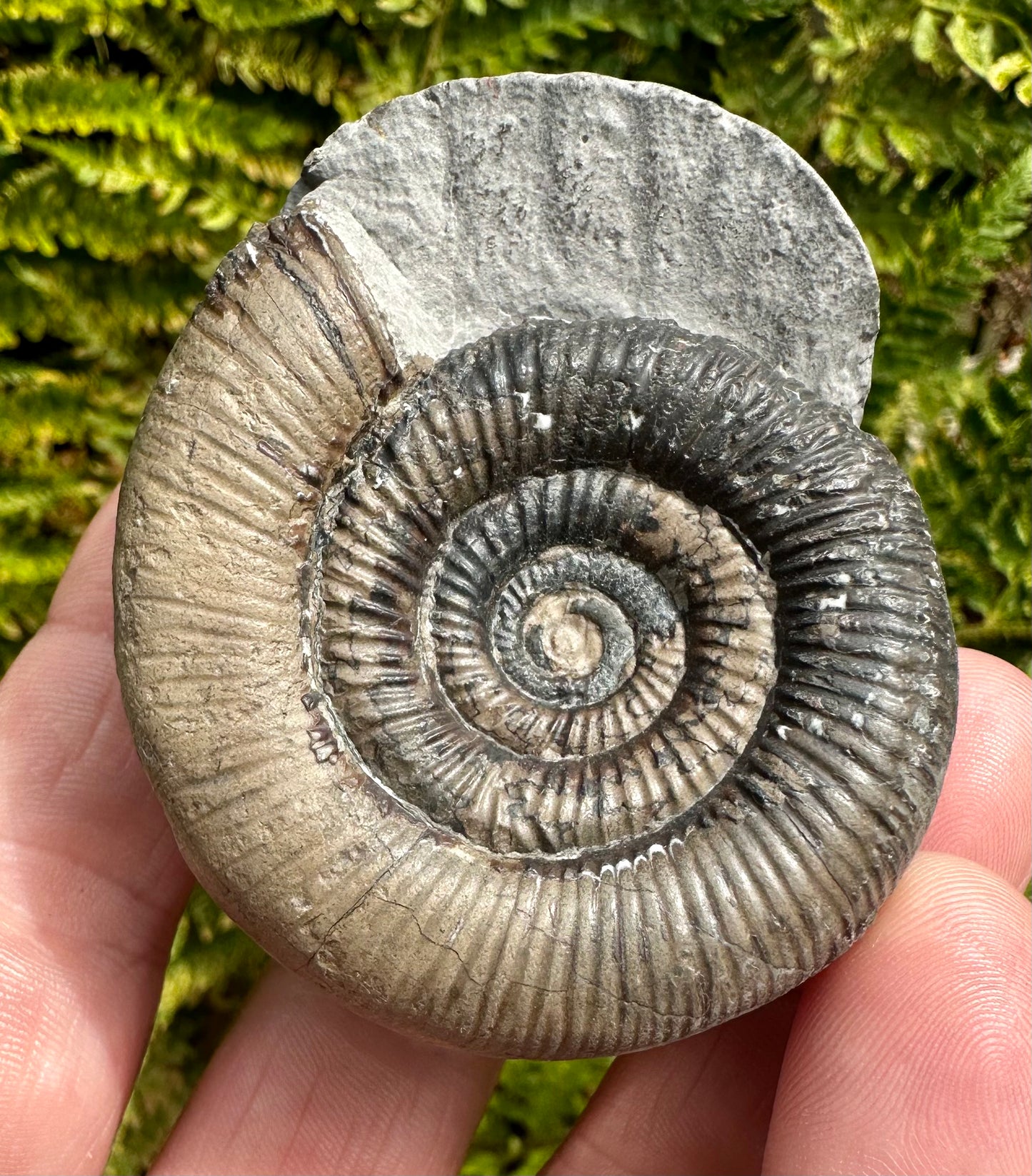 Dactylioceras Tenuicostatum ammonite fossil - Whitby, North Yorkshire, England.